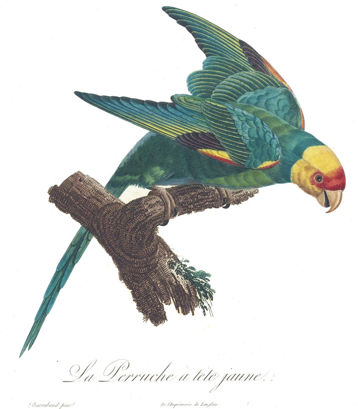 Carolina Parakeet Becomes Extinct