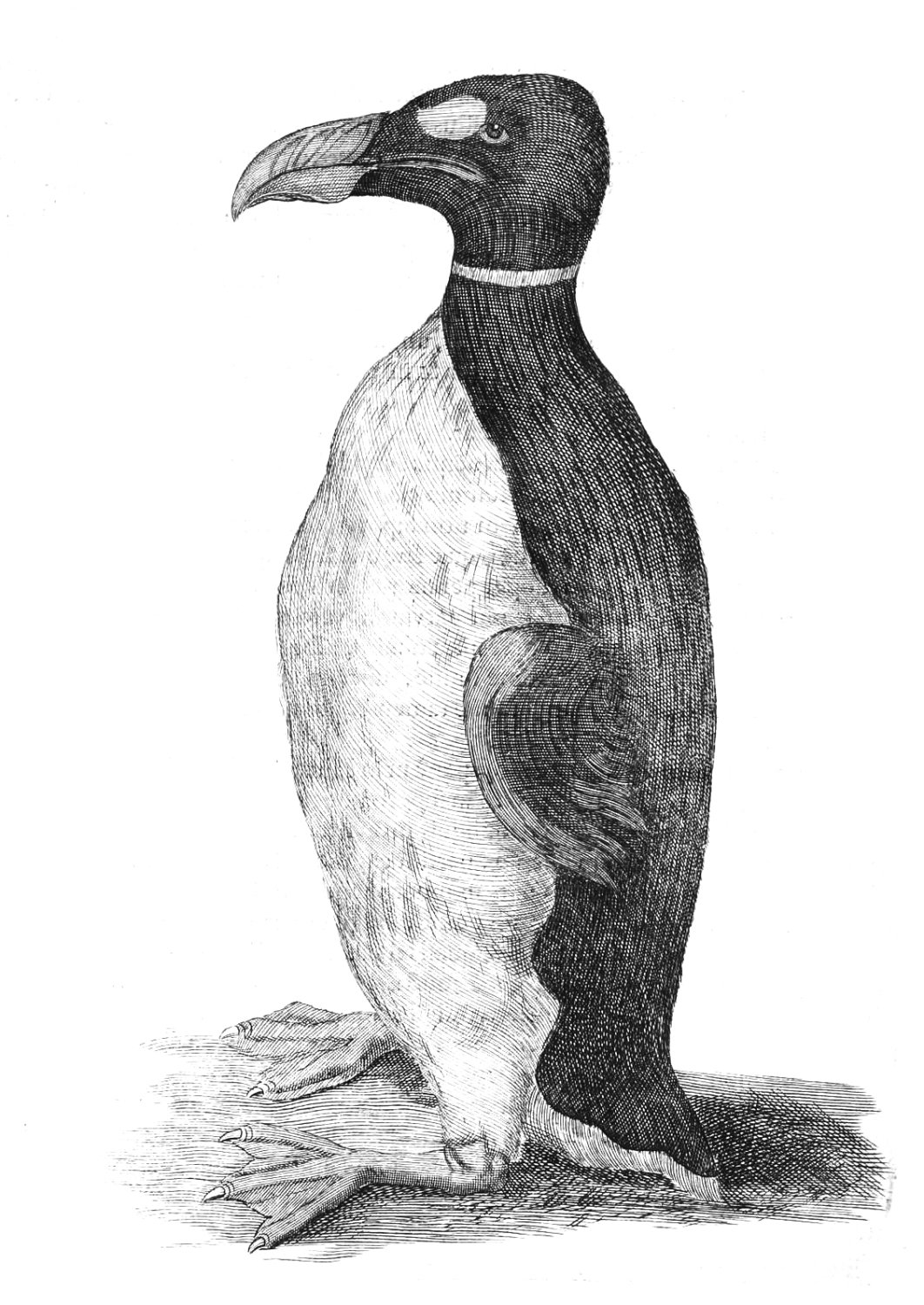 The only known illustration of a great auk drawn from life, Ole Worm's pet (1655)