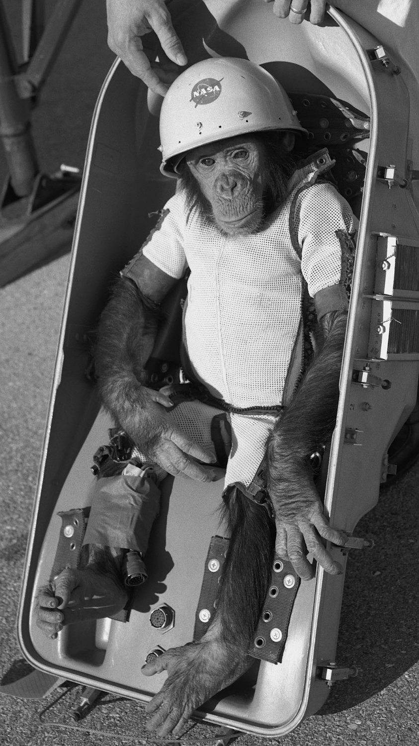 First Hominid in Space