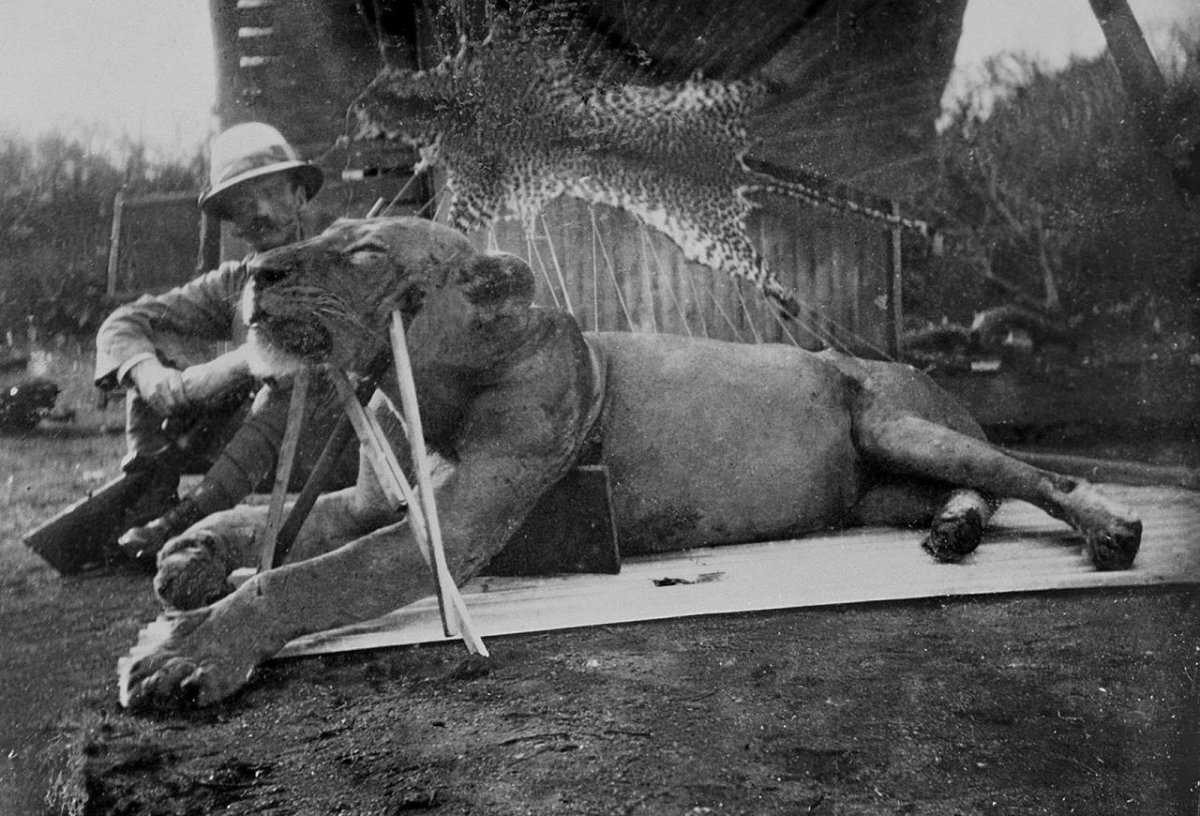 Patterson with the first lion killed