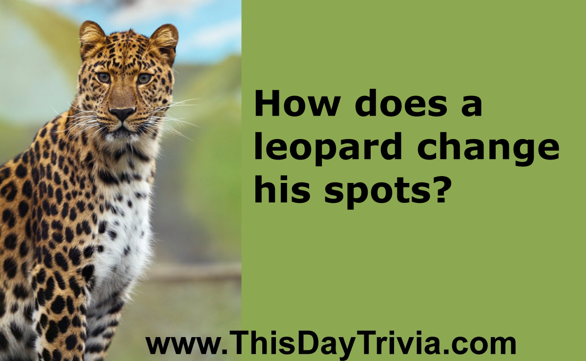How does a leopard change his spots?