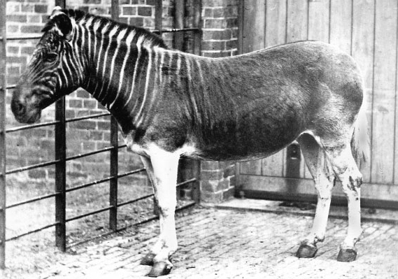 Quagga mare at the London Zoo, the only specimen ever photographed alive (1870)