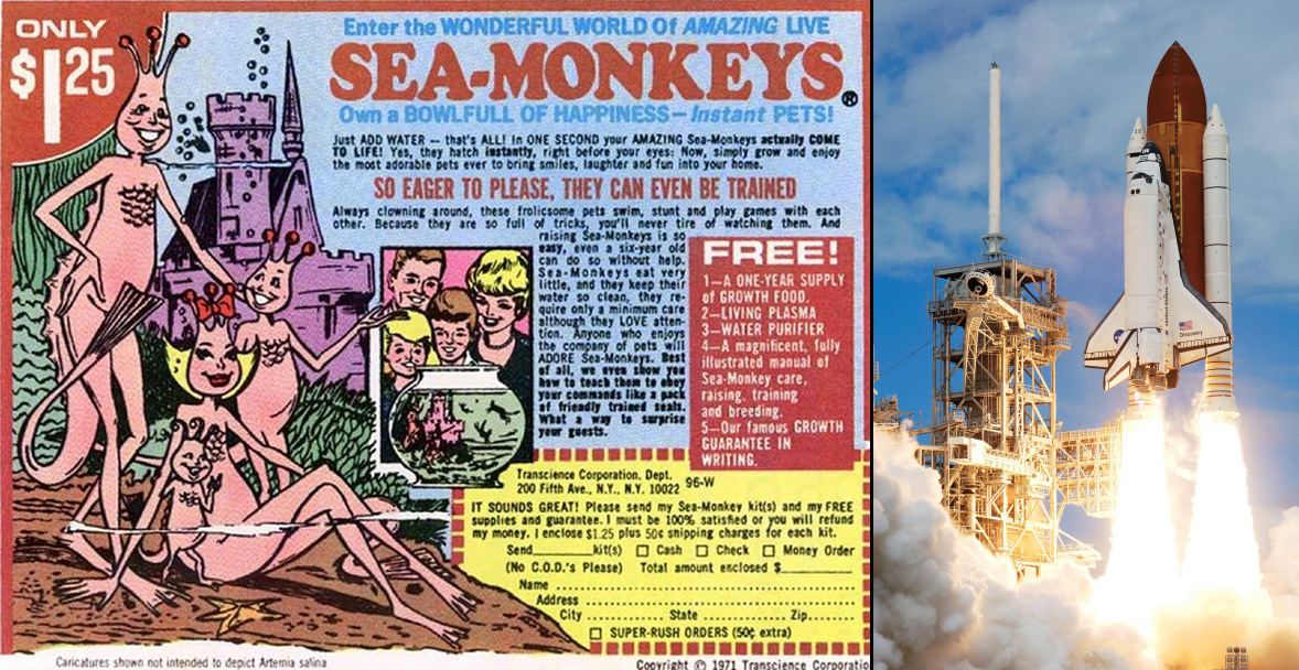 Sea-Monkeys In Space