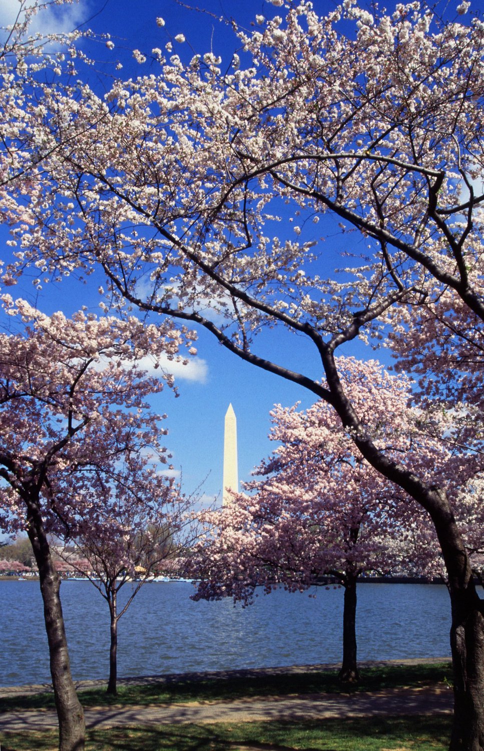Washington D.C. Cherry Trees