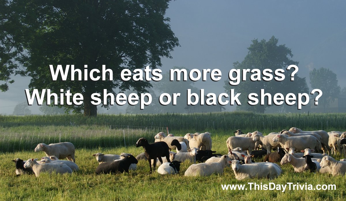 Which eats more grass? White sheep or black sheep?