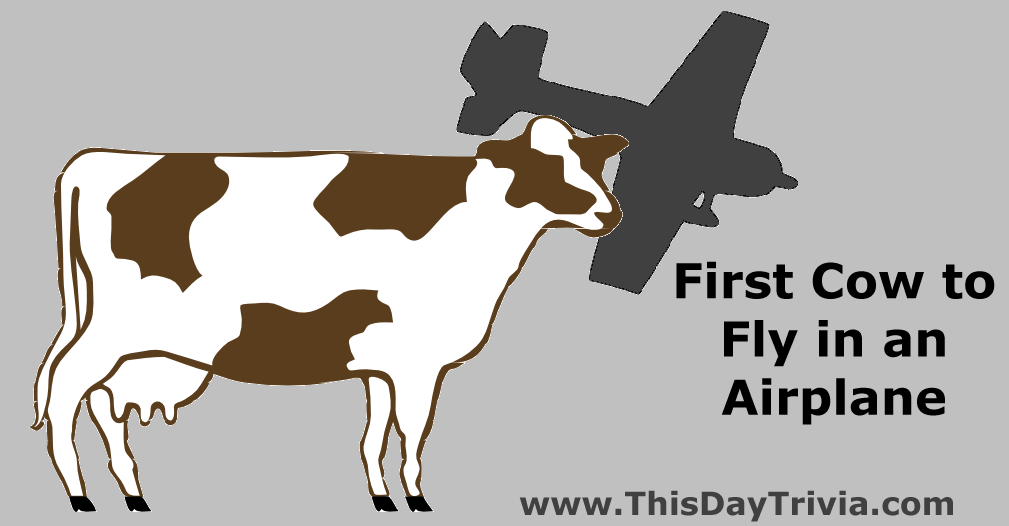 First Cow to Fly in an Airplane