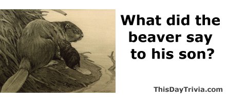 What did the beaver say to his son?