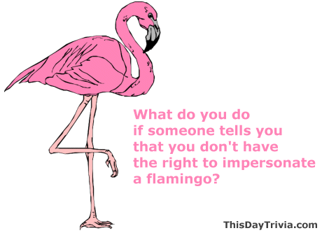 What do you do if someone tells you that you don't have the right to impersonate a flamingo?