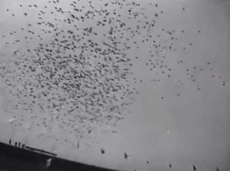 Pigeons Poop on Hitler's Games