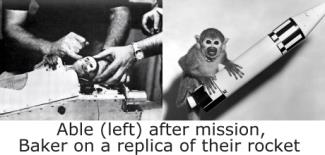 First Monkey to Survive Space Flight