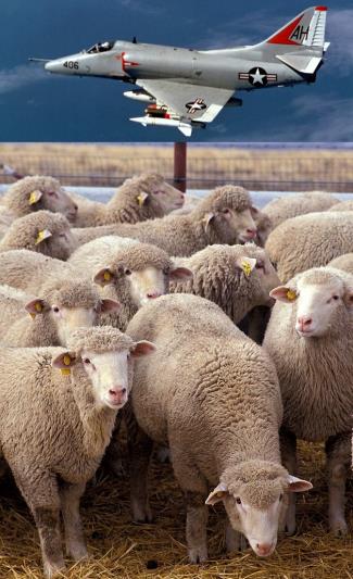 U.S. Army Kills 6,000 Sheep with Nerve Gas
