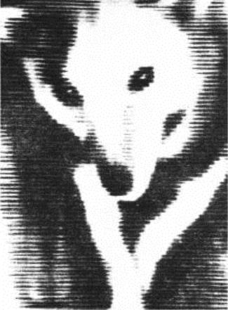 Strelka, one of the two dogs aboard