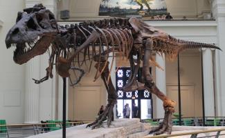 World's Largest T-Rex Skeleton