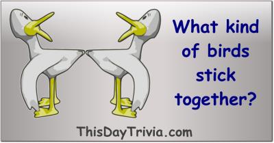 What kind of birds stick together?