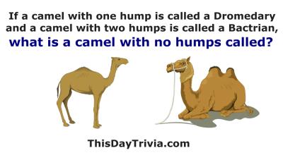 If a camel with one hump is called a Dromedary and a camel with two humps is called a Bactrian, what is a camel with no humps called?