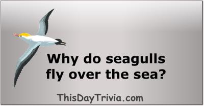 Why do seagulls fly over the sea?