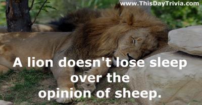 Quote: A lion doesn't lose sleep over the opinion of sheep. - Anonymous