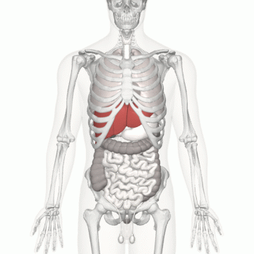 First Use of an Artificial Liver